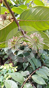 Uncaria nervosa fruits and leaves hanging on the stem of the tree with Uncaria nervosa plant backgeound