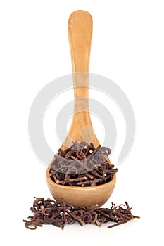 Uncaria Stem with Hooks