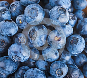 Ãâunch of wild berries and mint