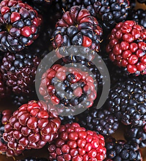 Ãâunch of wild berries and mint photo
