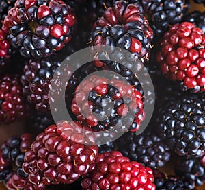 Ãâunch of wild berries photo