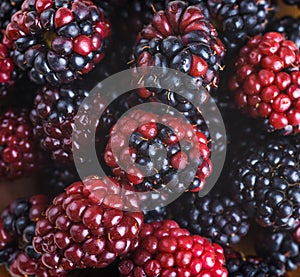 Ãâunch of wild berries