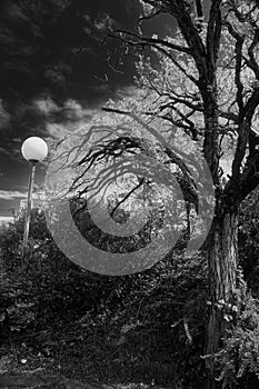 uncharted tree, tormented sky and lamppost, black and white photo