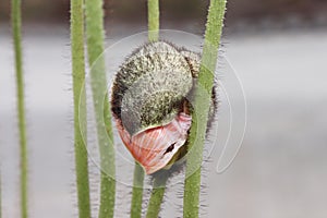 Unclasping poppy