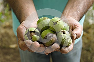 Uncleaned green walnuts in the hands of a farmer