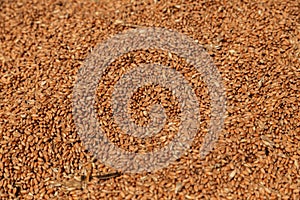 Uncleaned unsorted grain with debris after being harvested by a combine.