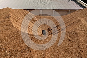 Uncleaned unsorted grain with debris after being harvested by a combine.