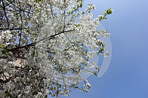 Unclouded blue skies and blossoming cherry in spring photo