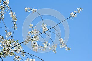 Unclouded blue skies and blossoming cherry tree photo