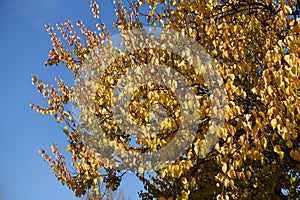 Unclouded blue sky and autumnal foliage of apricot in October