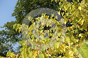 Unclouded blue sky and autumnal foliage of cercis canadensis