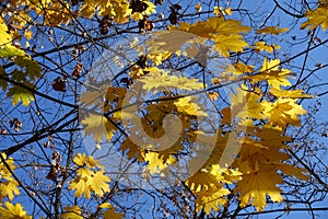 Unclouded blue sky and autumnal foliage of Norway maple in October photo