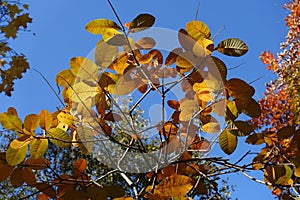 Unclouded blue sky and autumnal foliage of smoke tree in October