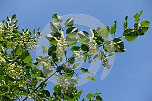 Unclouded blue sky and blossoming branch of linden tree in June