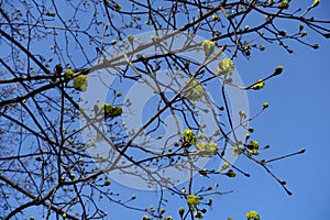 Unclouded blue sky and blossoming branches of Norway maple