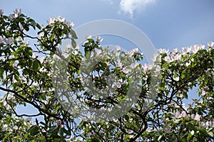 Unclouded blue sky and blossoming quince in May