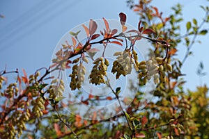 Unclouded blue sky and branch of barberry with unripe fruits in August