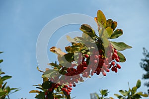 Unclouded blue sky and branch of Berberis vulgaris with red berries