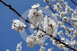 Unclouded blue sky and branch of blossoming apricot in April