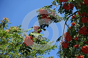 Unclouded blue sky and branch of European rowan with orange berries photo