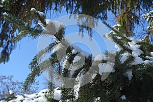 Unclouded blue sky and branch of Picea abies covered with snow