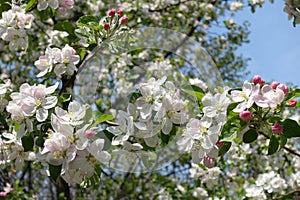 Unclouded blue sky and branches of blossoming apple tree in April