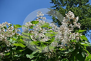 Unclouded blue sky and branches of blossoming catalpa in June