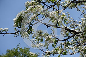 Unclouded blue sky and branches of blossoming pear tree in April