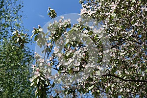 Unclouded blue sky and branches of blossoming quince in April