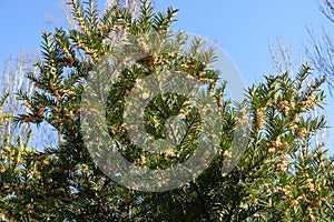 Unclouded blue sky and branches of European yew with male cones in March