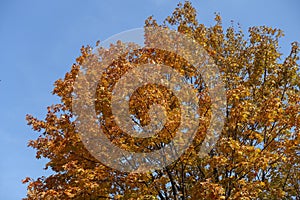 Unclouded blue sky and branches of maple with autumnal foliage