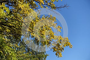 Unclouded blue sky and branches of mulberry with autumnal foliage