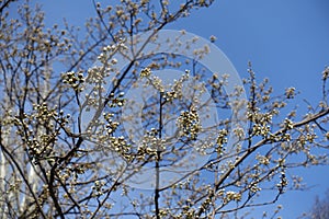 Unclouded blue sky and branches of plum with closed flower buds in March