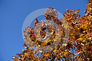 Unclouded blue sky and branches of Sorbus aria with fruits in October photo