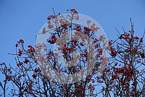 Unclouded blue sky and branches of Sorbus aria with red berries