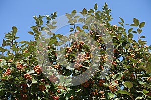 Unclouded blue sky and branches of Sorbus aria with unripe fruits photo