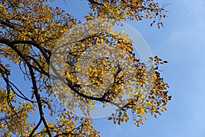 Unclouded blue sky and branhches of mulberry in October