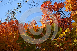 Unclouded blue sky and colorful autumnal foliage of Cotinus coggygria