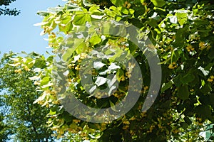 Unclouded blue sky and crown of blossoming linden in June