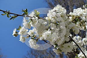 Unclouded blue sky and flowers of cherry in April