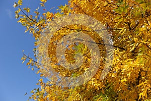 Unclouded blue sky and foliage of Fraxinus pennsylvanica in October