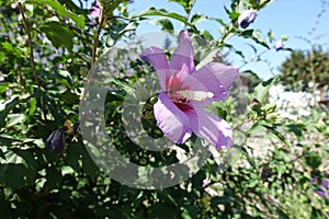 Unclouded blue sky and pink crimsoneyed flower of Hibiscus syriacus