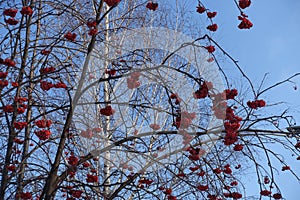 Unclouded blue sky and red berries on leafless branches of rowan