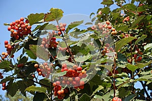 Unclouded blue sky and red berries of Sorbus aria