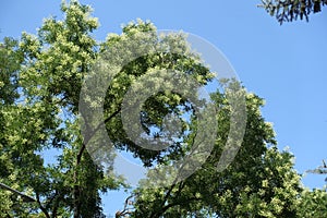 Unclouded sky and blossoming branches of Sophora japonica in July