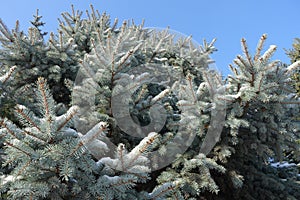 Unclouded sky and branches of blue spruce covered with snow