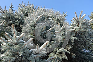 Unclouded sky and branches of blue spruce covered with snow photo