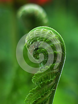 Uncoil fern