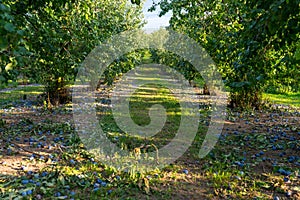 Uncollected plums lying under a tree, damaged crop of purple plums in western Germany.