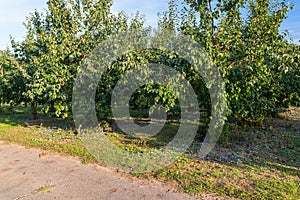 Uncollected plums lying under a tree, damaged crop of purple plums in western Germany.